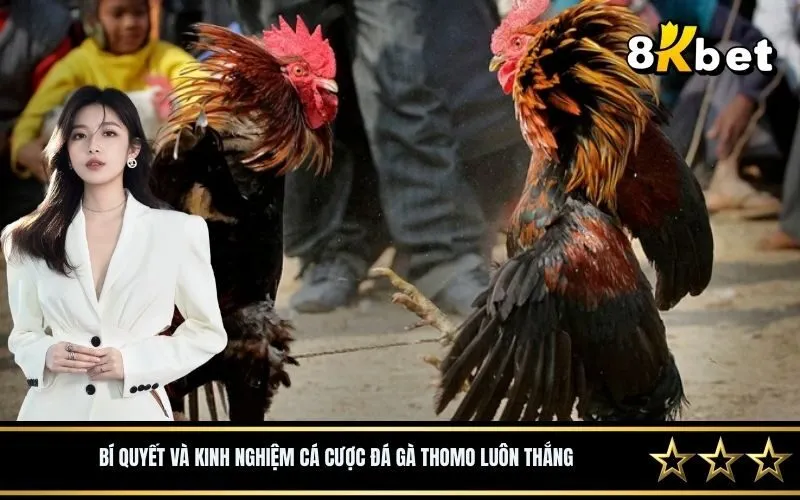 Bí quyết và kinh nghiệm cá cược đá gà Thomo luôn thắng