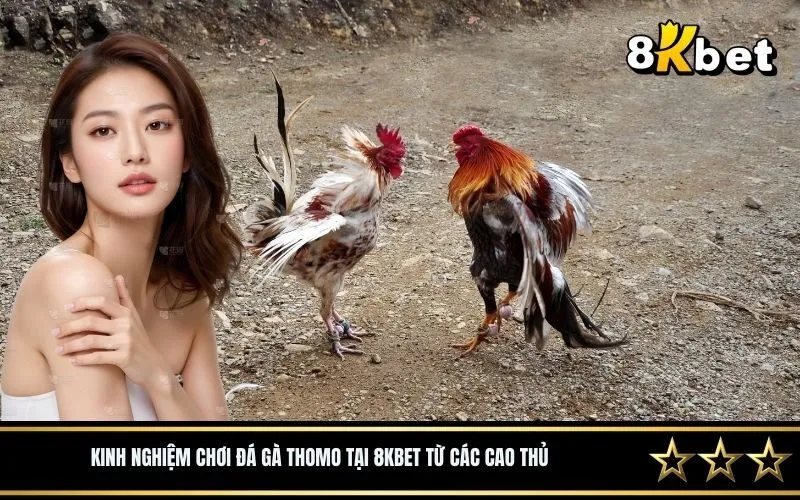 Kinh nghiệm chơi đá gà Thomo tại 8Kbet từ các cao thủ