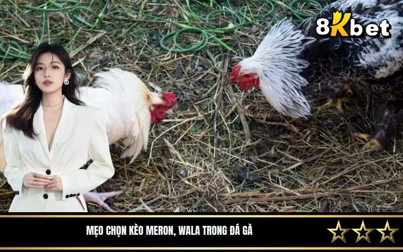 Mẹo chọn kèo meron, wala trong đá gà